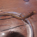 Long tail salamander