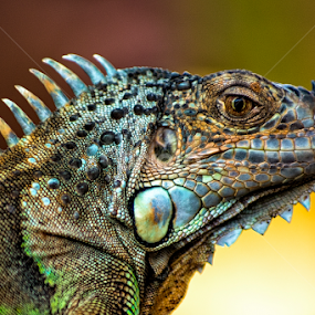 Iguana by Amril Nuryan - Animals Reptiles