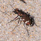 Northern Dune Tiger Beetle; Escarabajo Tigre
