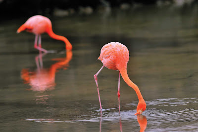 Wild flamingos, part of the Galapagos's enchanting landscape.