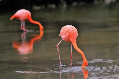 Wild flamingos, part of the Galapagos's enchanting landscape.