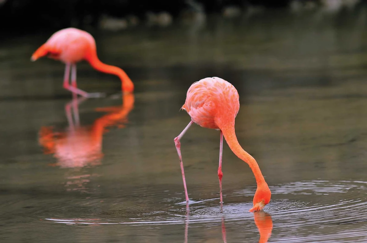 Galapagos_wild_flamingos - Wild flamingos, part of the Galapagos's enchanting landscape.