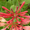 Honeysuckle