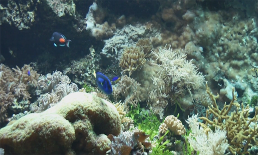 Aquarium Videos Screenshots 2