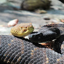 Gestating Timber Rattlesnakes