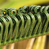 Cycad frond opening