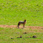 Black-Backed Jackal