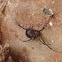 Brown Widow spider