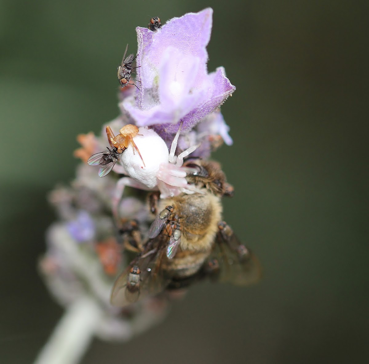 Flower Crab Spider