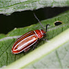 Disonycha (Flea beetle)