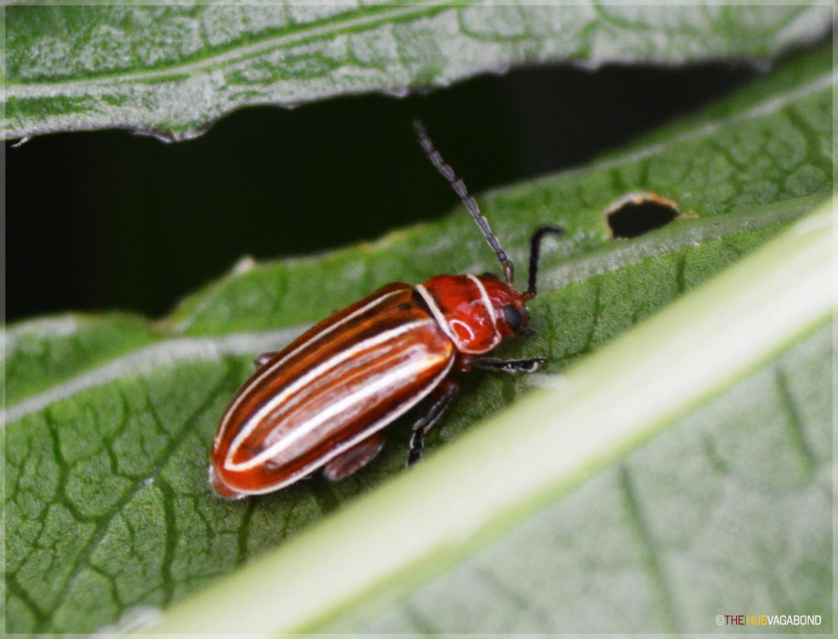 Disonycha (Flea beetle)