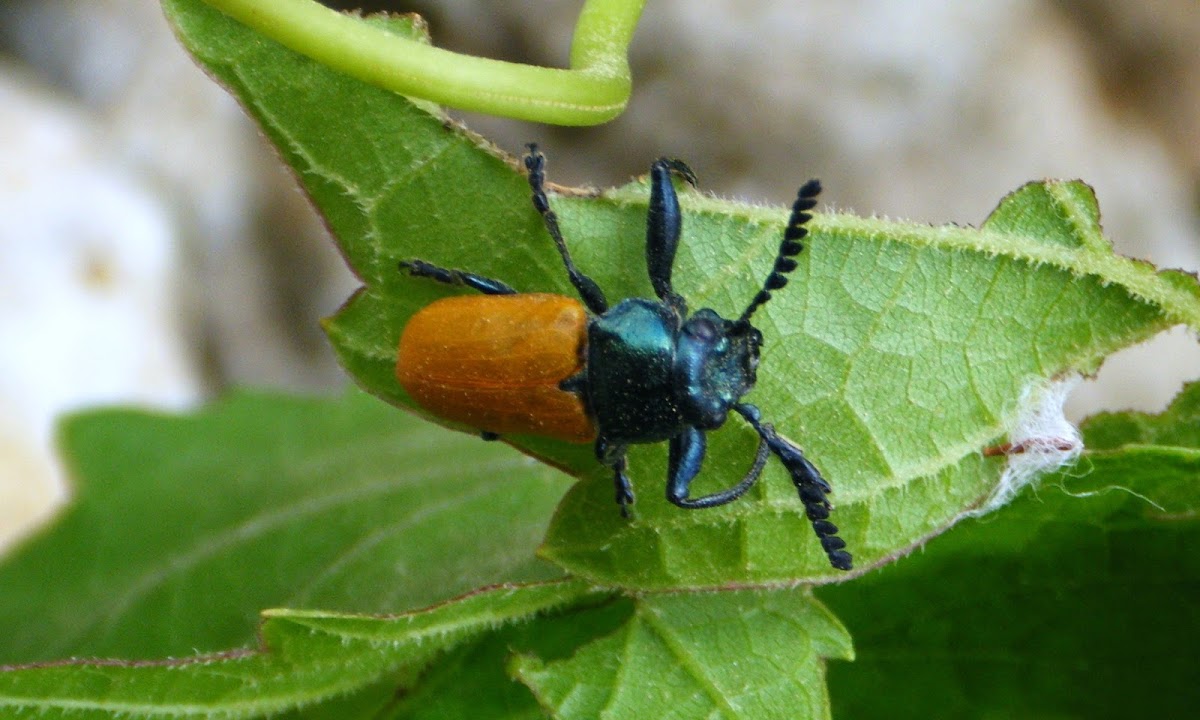 Broad-shouldered Leaf Beetle