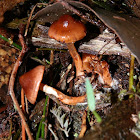 Cortinarius Mushroom