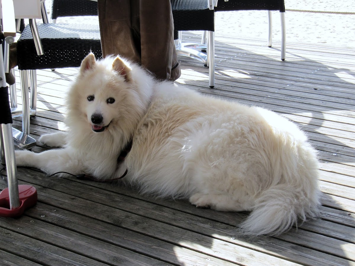 Samoyed (dog)