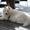 Samoyed (dog)