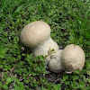 Gem-studded Puffballs Mushroom