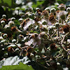 Abeja Europea / Western Honey Bee