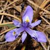 wild iris, patita de burro