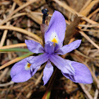 wild iris, patita de burro