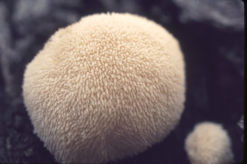 Bear's Head mushroom (Hericium erinaceus) [2 of 2]
