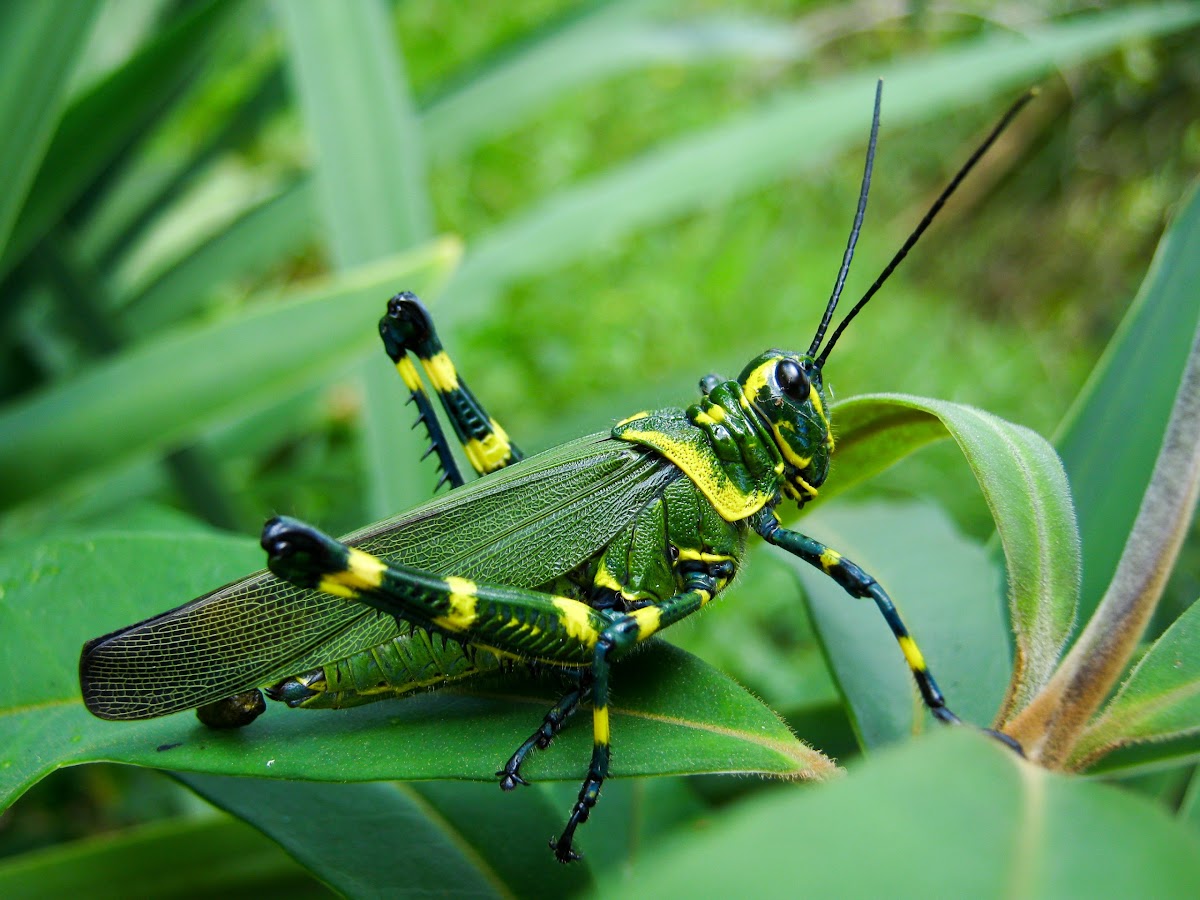 Brasileirinho Grasshopper