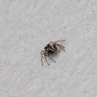 Wall spider, baseboard spider or stucco spide