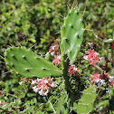 Opuntia or puddle cactus