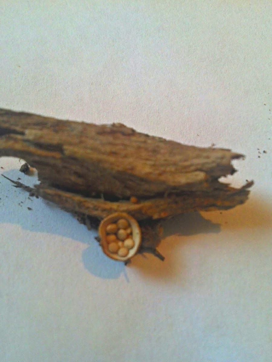 Bird's Nest Fungus