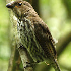 Tooth-Billed Bowerbird
