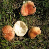 unknown orange to pink capped Russula