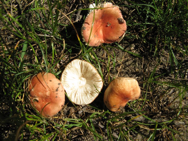 unknown orange to pink capped Russula