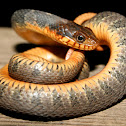 Red Bellied Water Snake