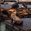 California Sea Lion