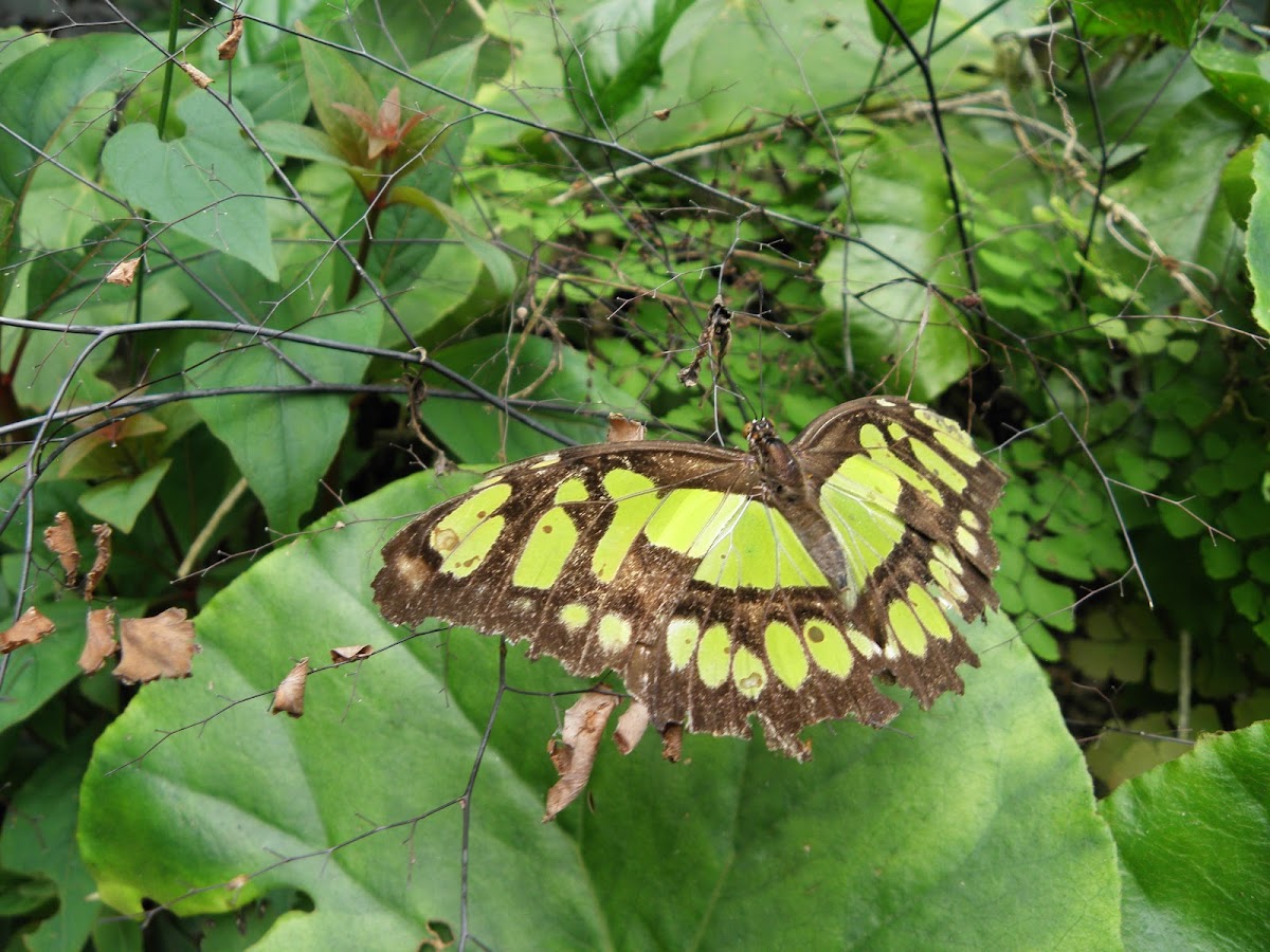 Malachite butterfly