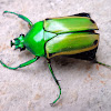 Beetle