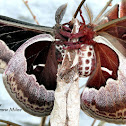 Promethea Moths
