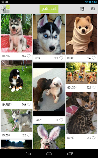 免費下載攝影APP|Peterest - Pet Image Gallery app開箱文|APP開箱王