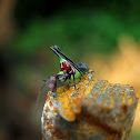 Katydid Nymph