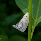 Flatid Planthopper