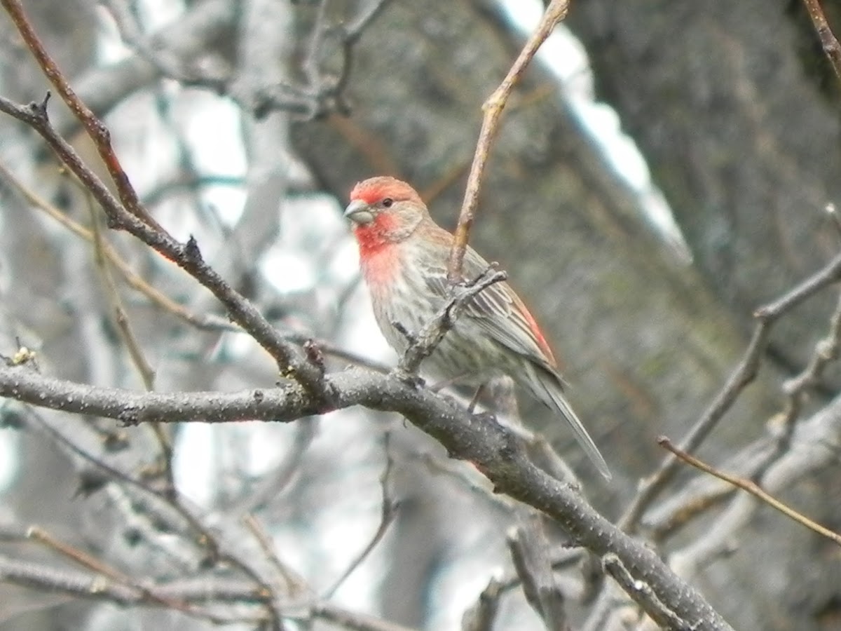 House Finch