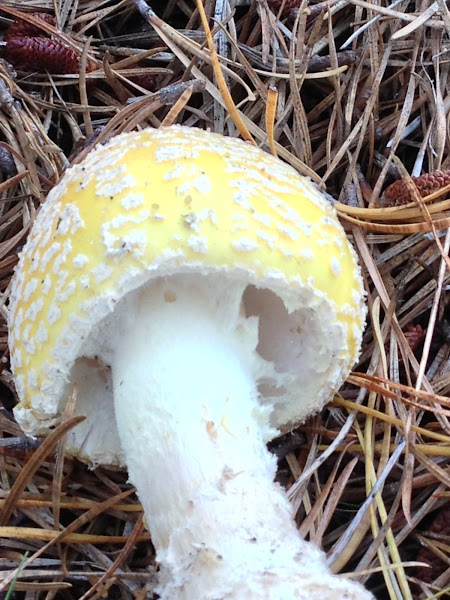 Yellow-orange Fly Agaric | Project Noah