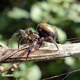 Spiders from Parana, Brazil / Aranhas do Parana