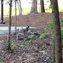 Canada goose and goslings