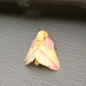 Rosy maple moth