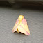 Rosy maple moth