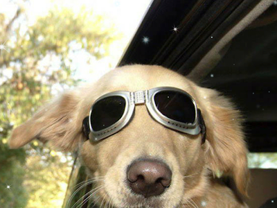 最高のコレクション iphone 壁紙 犬 かわいい 134608-かわいい 犬 壁紙 iphone