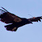 California Condor