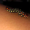 Lily moth caterpillar
