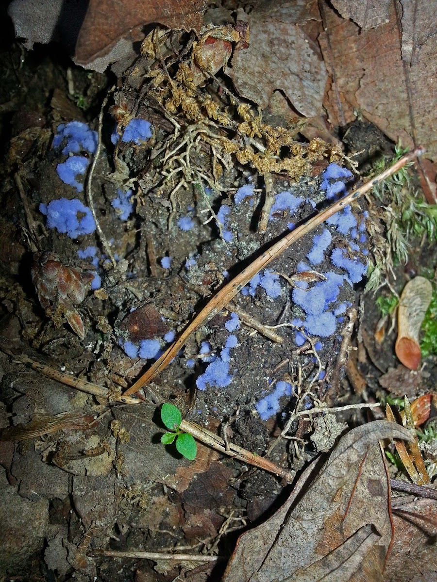 Cobalt Crust Fungus