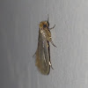 Tineid Moth
